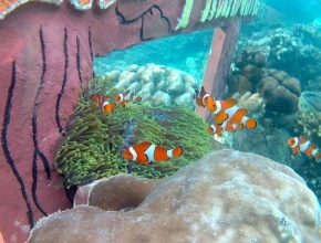 taman nemo pahawang