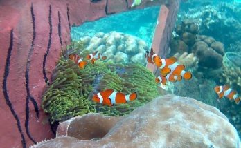 taman nemo pahawang
