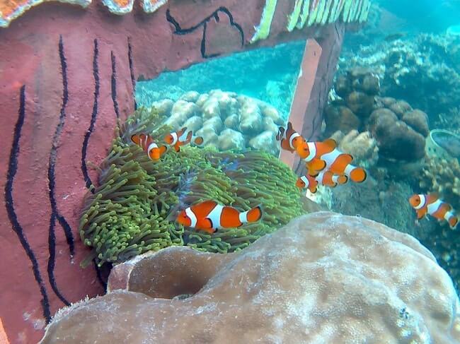 taman nemo pahawang