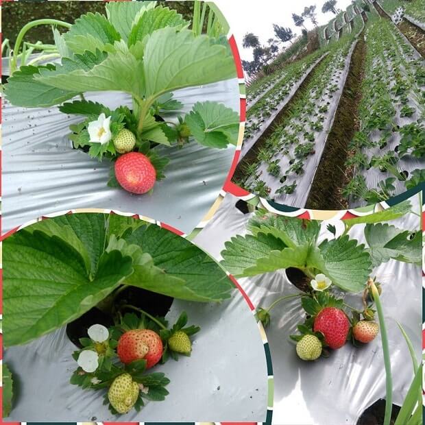kebun stroberi purbalingga